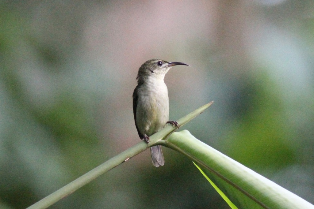 Bates's Sunbird (Cinnyris batesi) photo