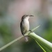 Bates's Sunbird - Photo (c) Mathias D'haen, some rights reserved (CC BY-NC), uploaded by Mathias D'haen