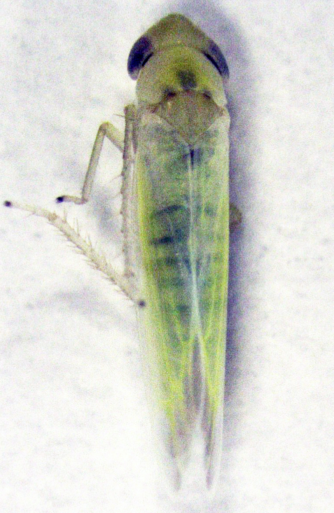 Anzygina toetoe