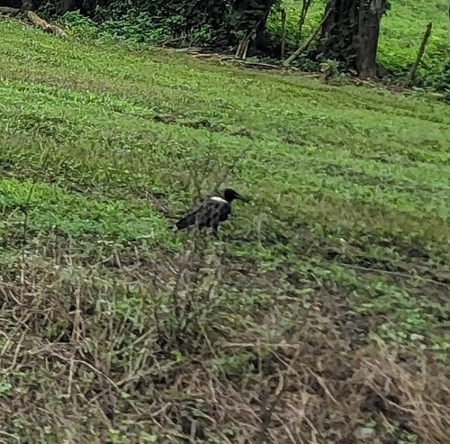 Pied Crow