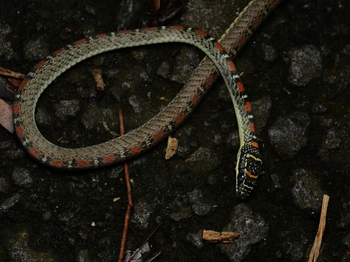 Banded Flying Snake
