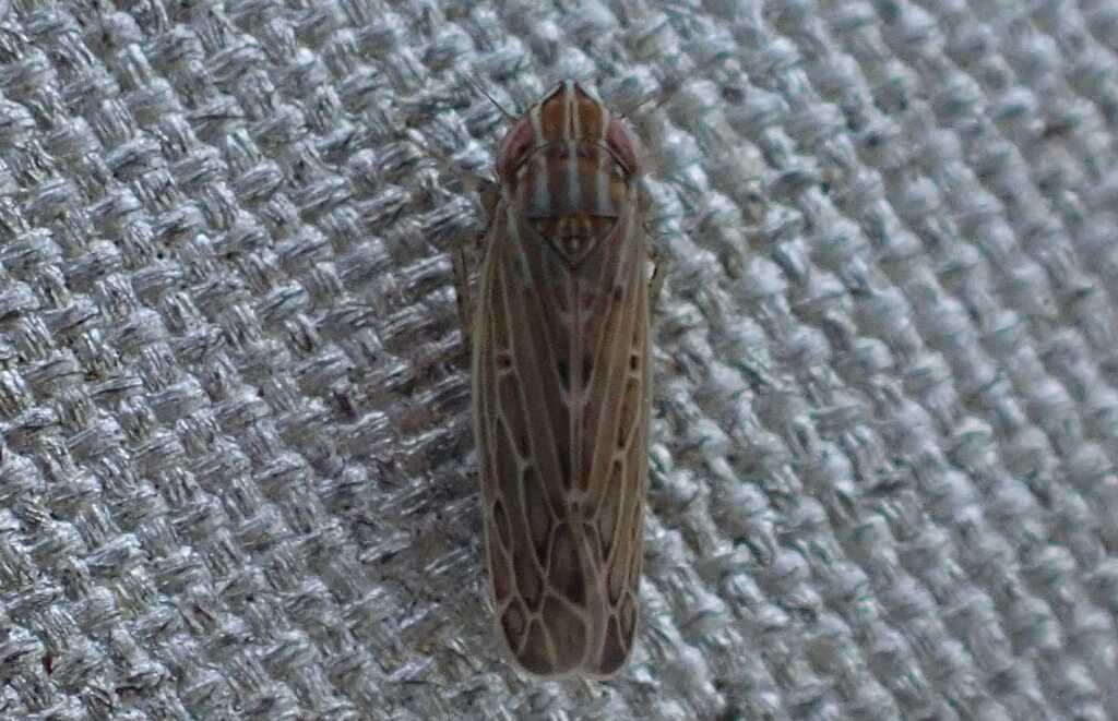 Arocephalus longiceps