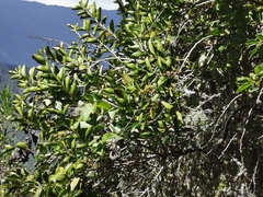 Aphloia theiformis