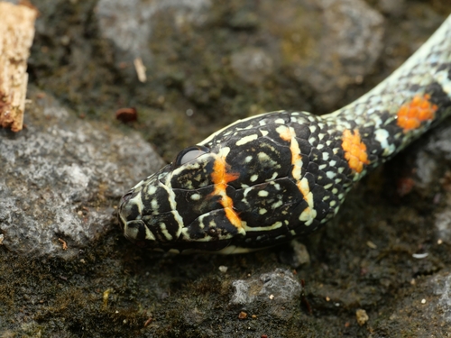 Banded Flying Snake