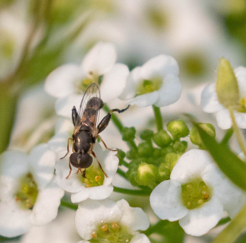 Unknown species found near Manito, Spokane, WA, USA