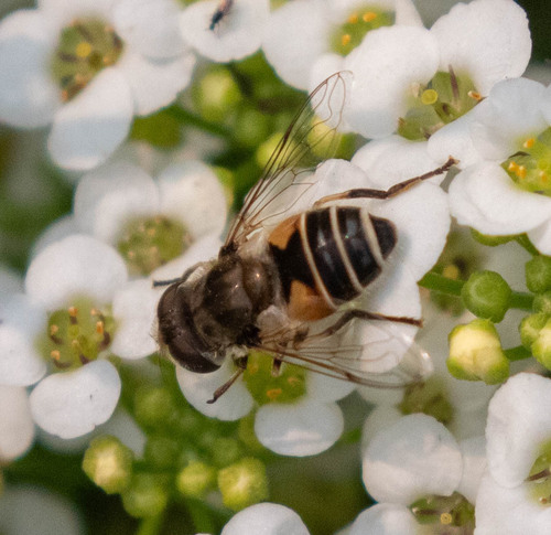 Unknown species found near Manito, Spokane, WA, USA