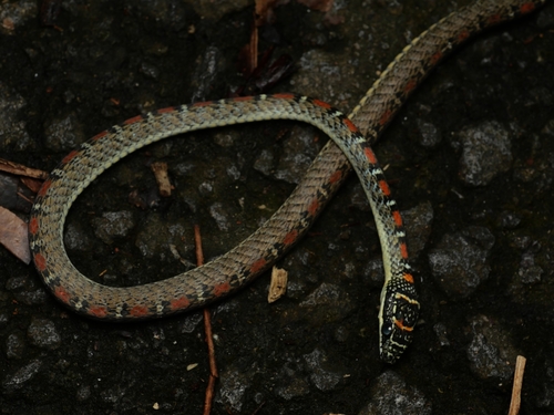 Banded Flying Snake