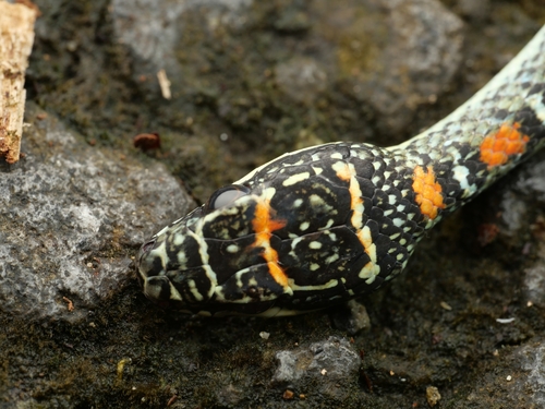Banded Flying Snake