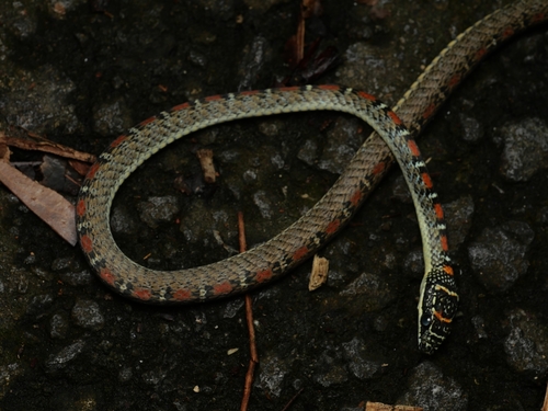 Banded Flying Snake