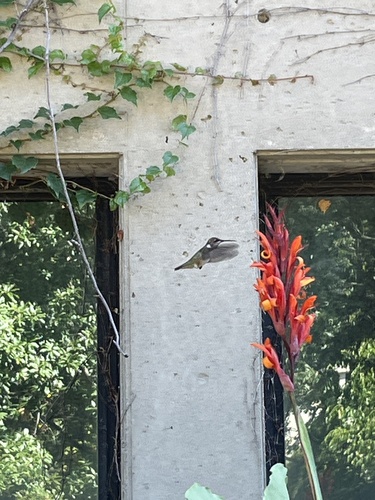Ruby-throated Hummingbird photographed in Kentucky