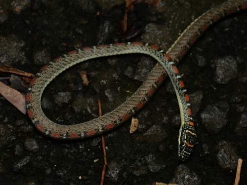 Banded Flying Snake