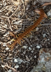 Scolopendra alternans