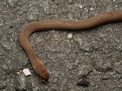 Orange-bellied Snake