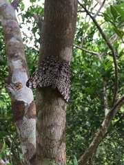Hamadryas feronia farinulenta