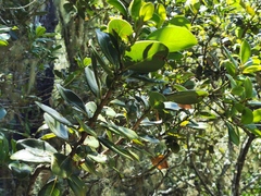 Sideroxylon borbonicum