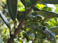 Sideroxylon borbonicum