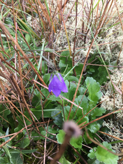 Campanula rotundifolia