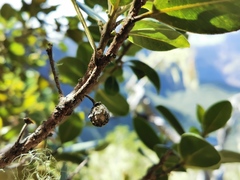 Sideroxylon borbonicum