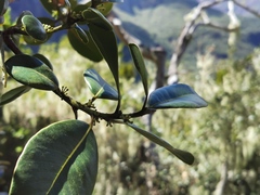 Sideroxylon borbonicum