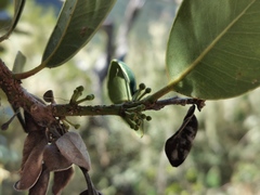Sideroxylon borbonicum