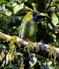 Aulacorhynchus prasinus caeruleogularis