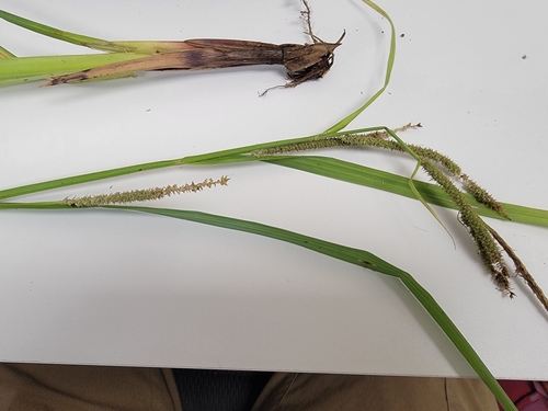 big-leaf sedge (Carex amplifolia)