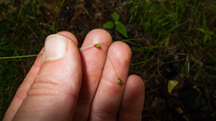 Carex trisperma