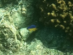 Stegastes flavilatus