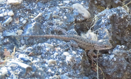 iNaturalist observation photo of Spiny Lizards