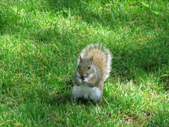 Sciurus carolinensis