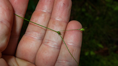 Carex trisperma