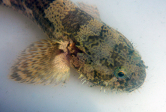 Tridentiger barbatus