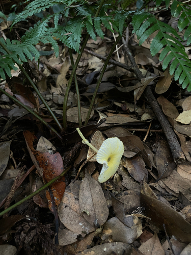 Leucocoprinus fragilissimus