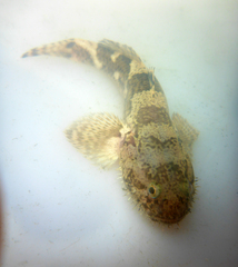 Tridentiger barbatus