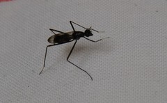 Rainieria