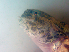 Tridentiger barbatus