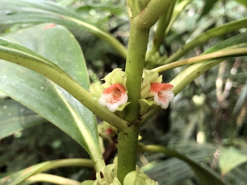 Rufodorsia major