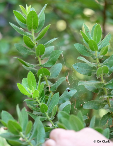 Kings Mountain Manzanita foliage
