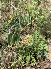 Xysmalobium acerateoides