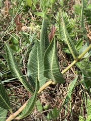 Xysmalobium acerateoides