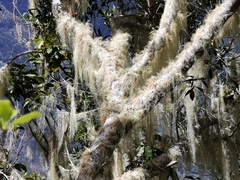 Usnea barbata