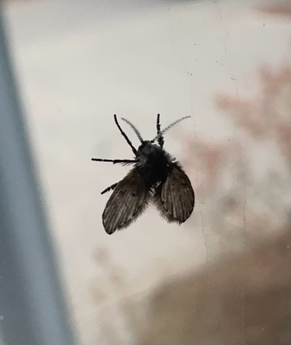 Unknown species found near Ring Rd, Oak Bay, BC, CA