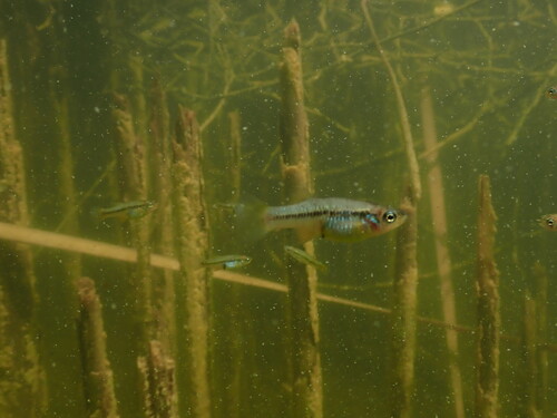 Big Bend-muskietvis (Gambusia gaigei) — Poeciliidae — 4