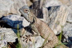 Pseudotrapelus jensvindumi