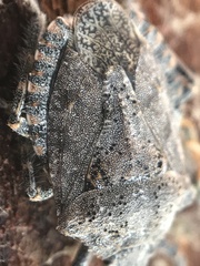 Brochymena parva