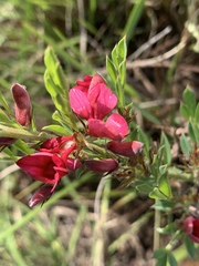 Indigofera hilaris