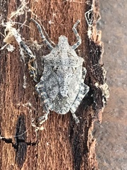 Brochymena parva