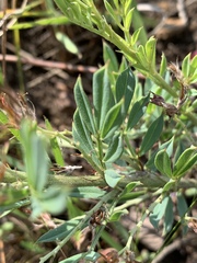 Indigofera hilaris