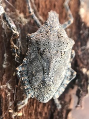 Brochymena parva