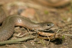 Virginia valeriae elegans